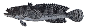 Halobatrachus didactylus_01.jpg